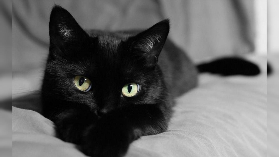 Чёрный котик