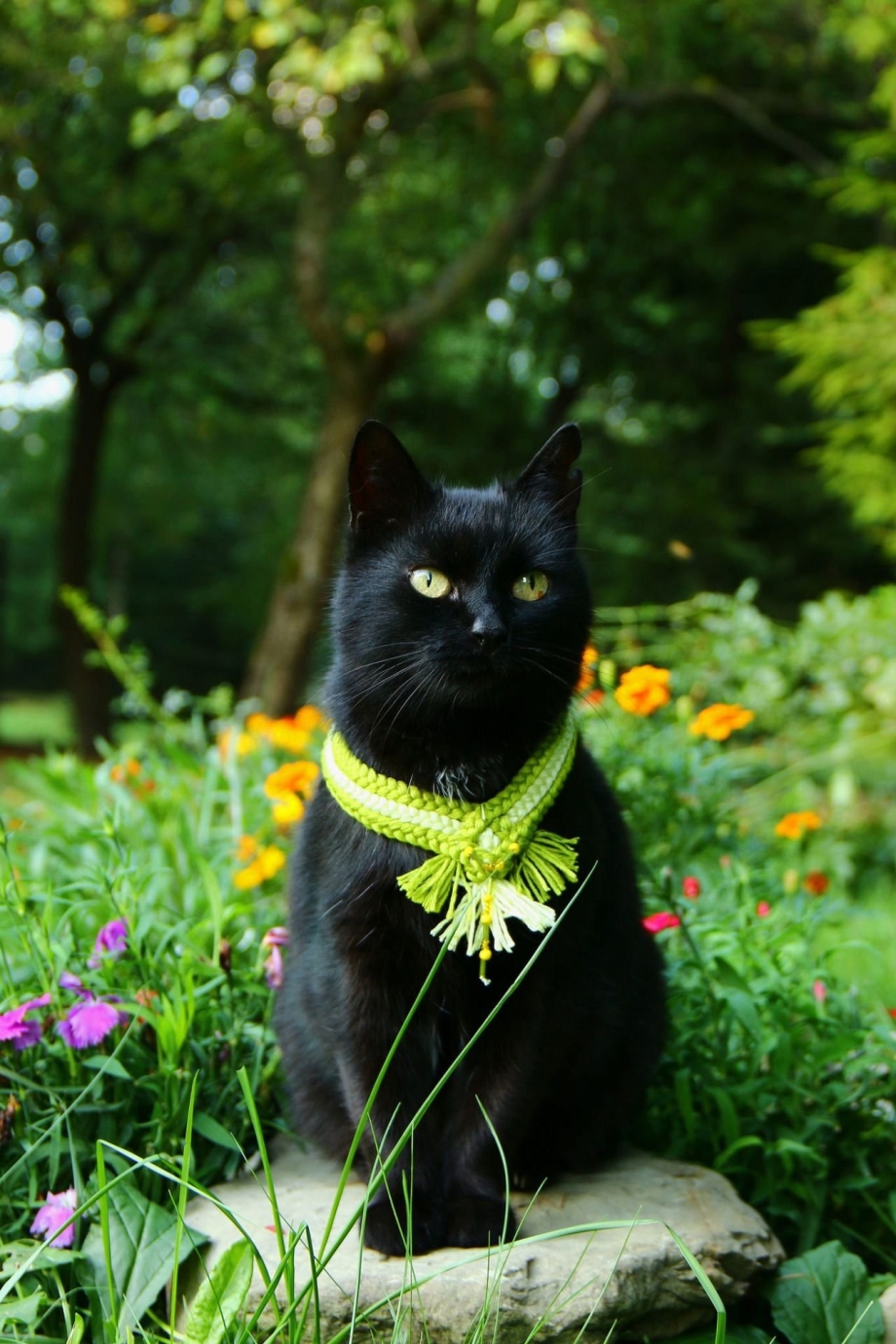 Черные коты