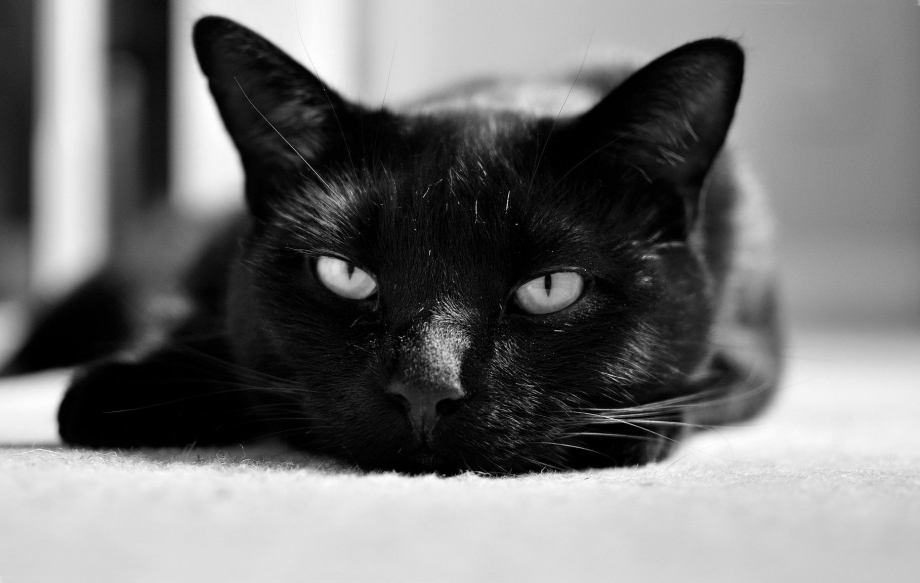 Красивая черная кошка