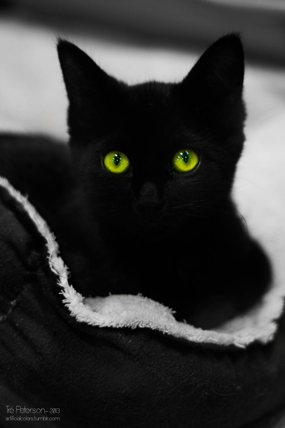 Черная кошка с зелеными глазами
