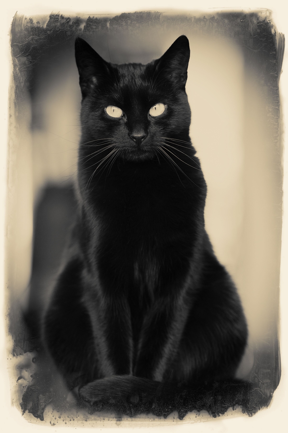 Черная кошка