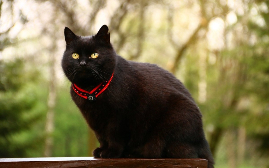 Красивые черные коты
