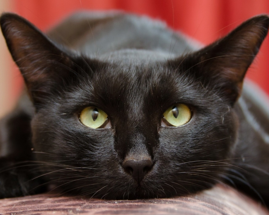 Черная кошка