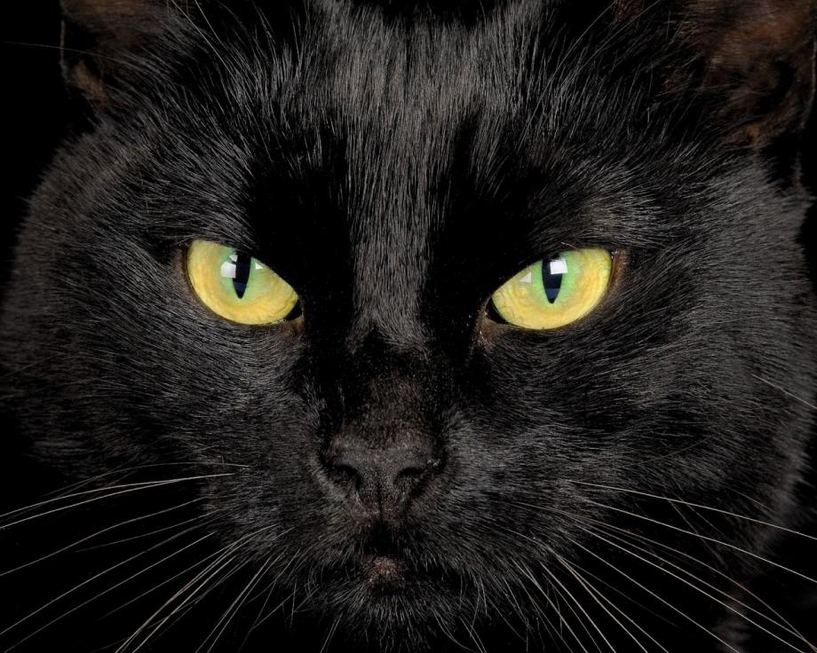 Чёрный кот