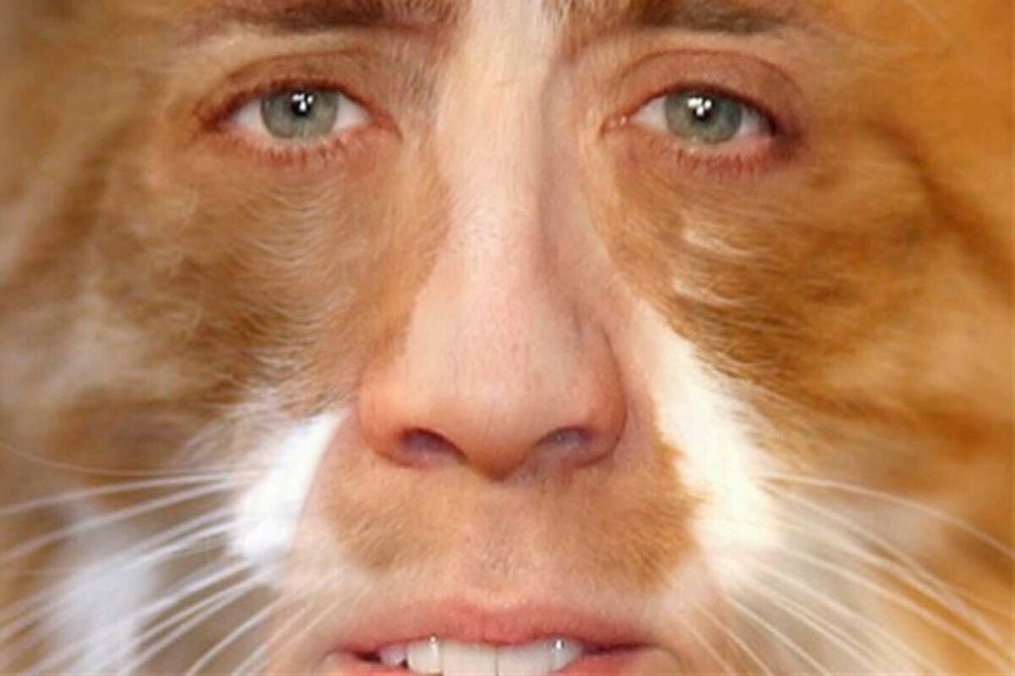 Кот Николаса Кейджа