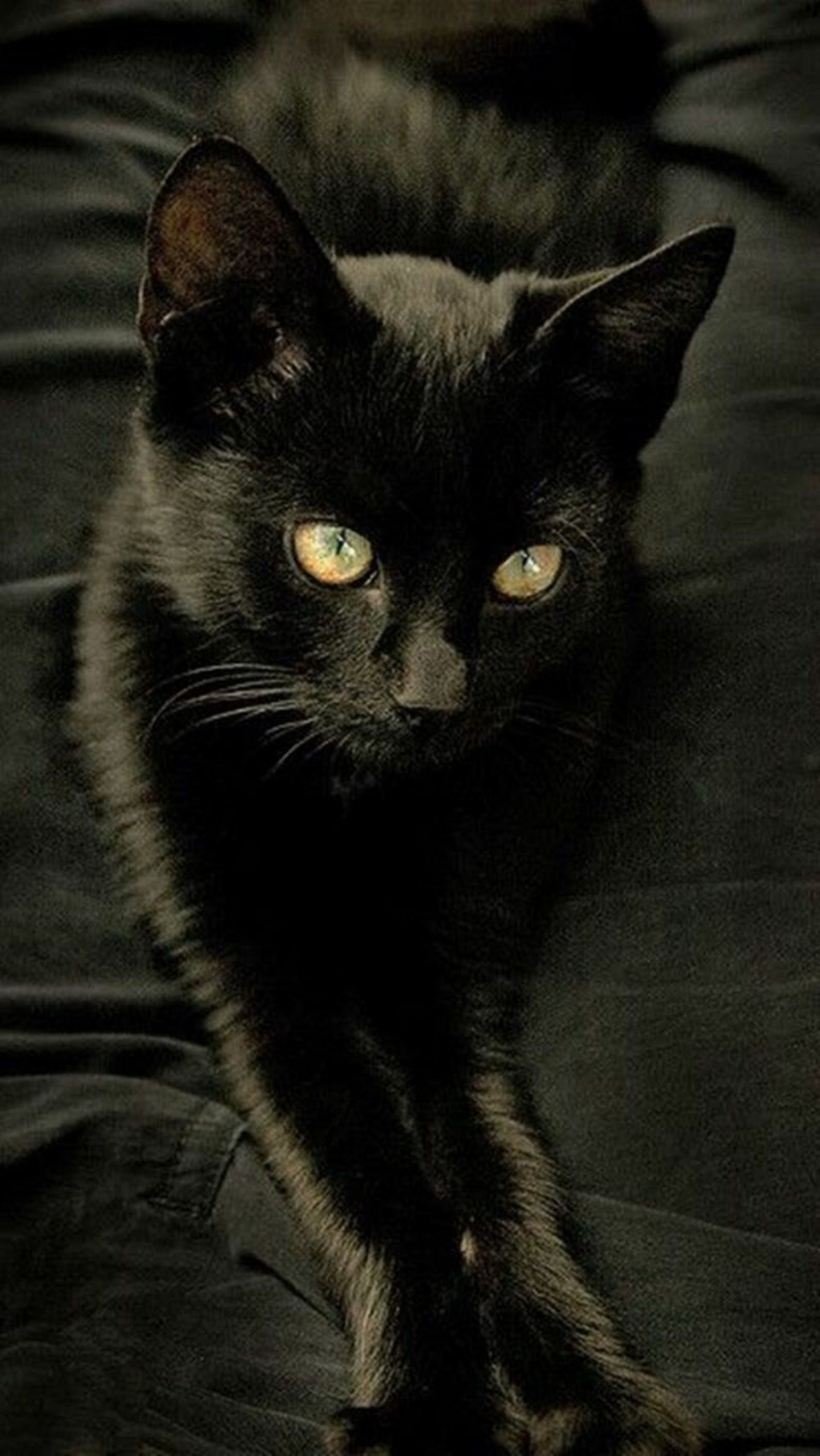 Кошечка черная