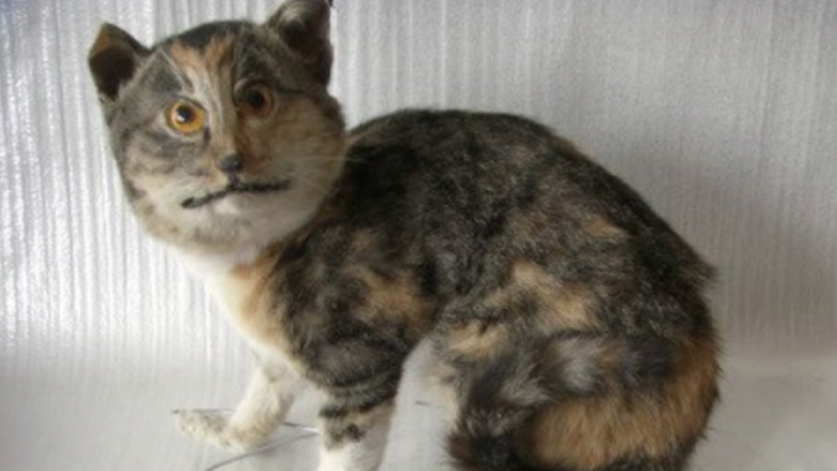 Чучело кота