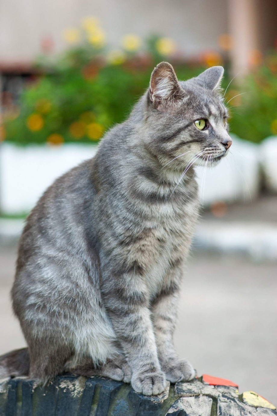 Сибирская короткошерстная кошка серая