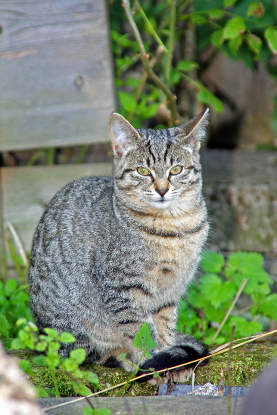 Серая полосатая кошка