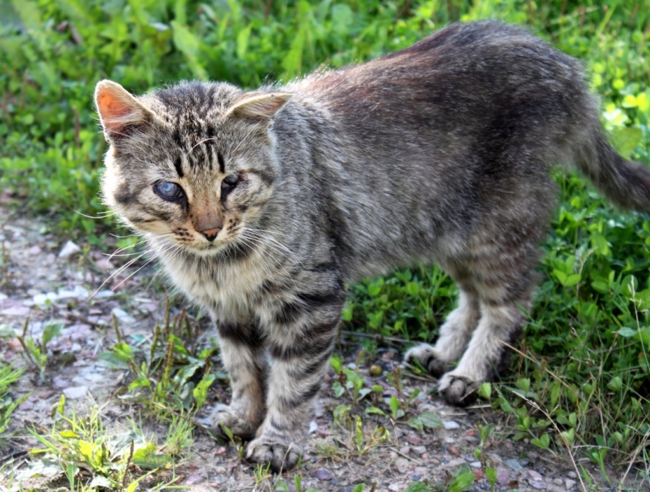 Дворовый кот