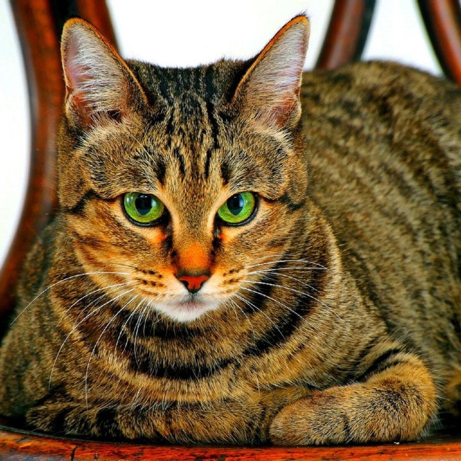 Сибирская кошка короткошерстная
