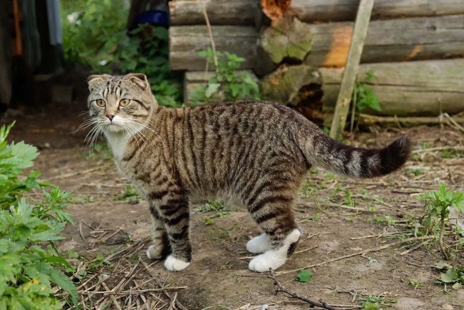 Полосатый кот беспородный