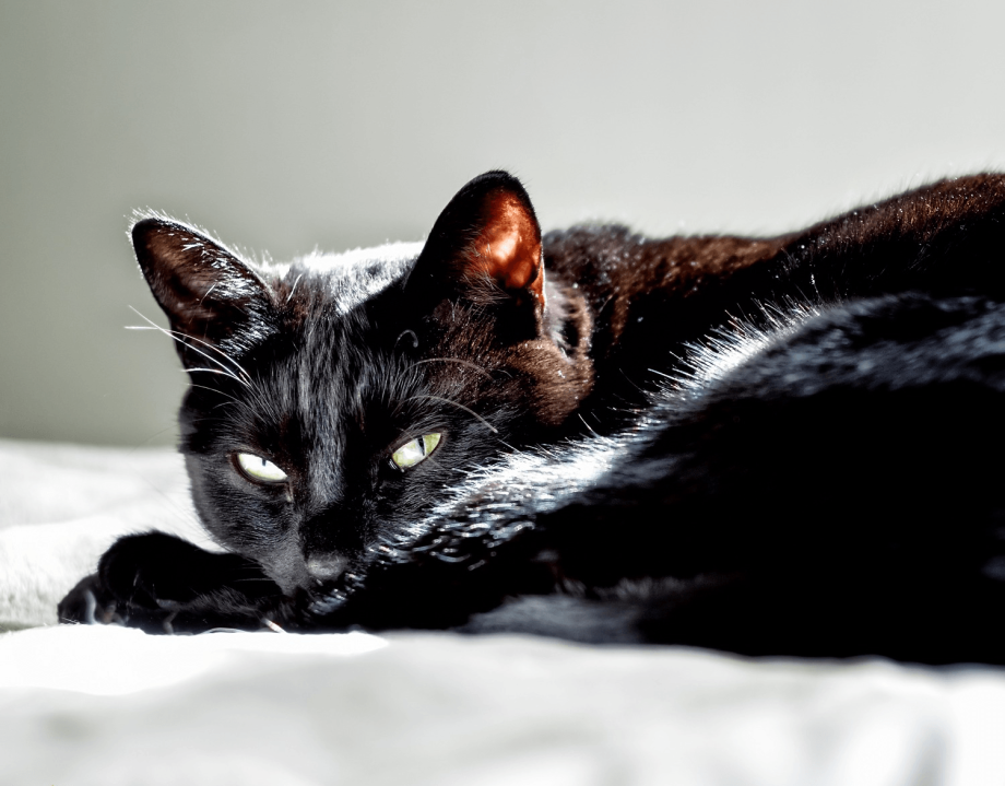 Черная кошка