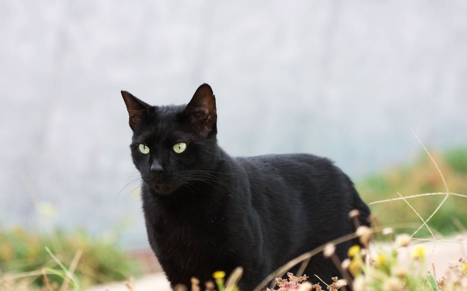 Чёрный кот