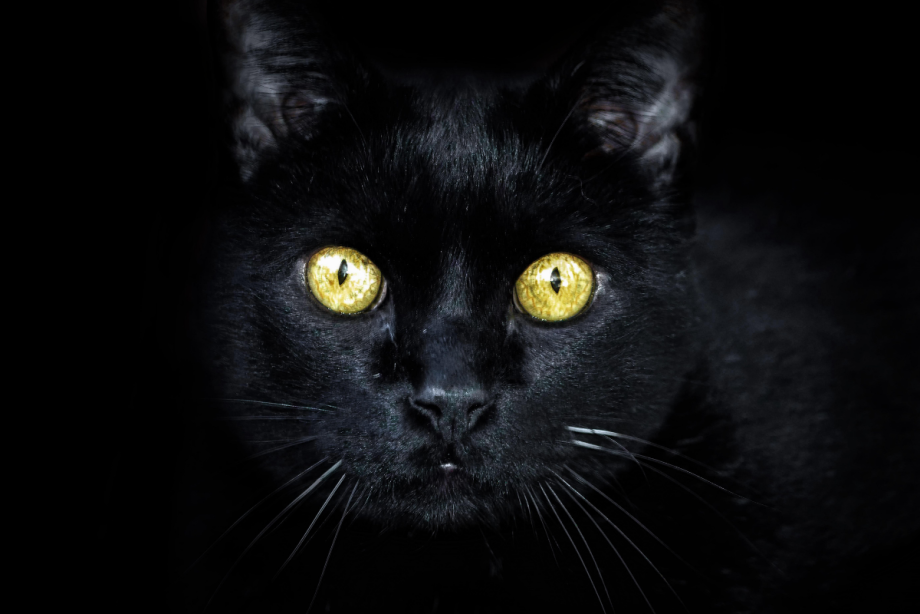 Черная кошка лежит