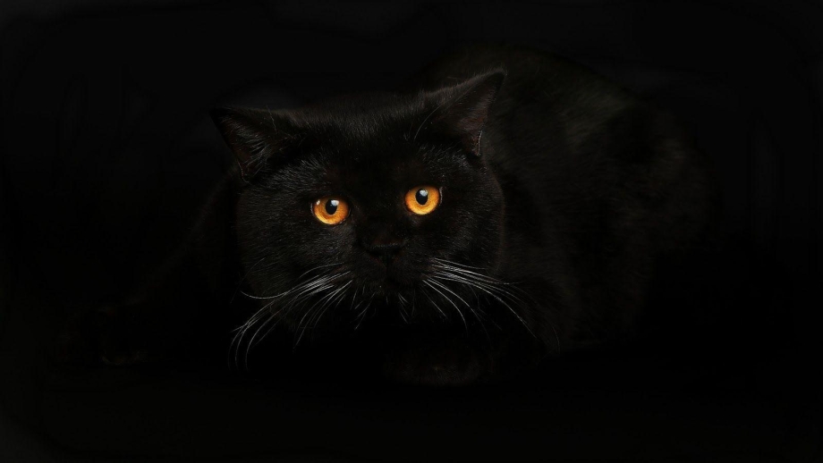 Черная кошка с котятами