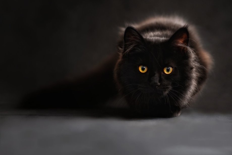 Сонный черный котенок