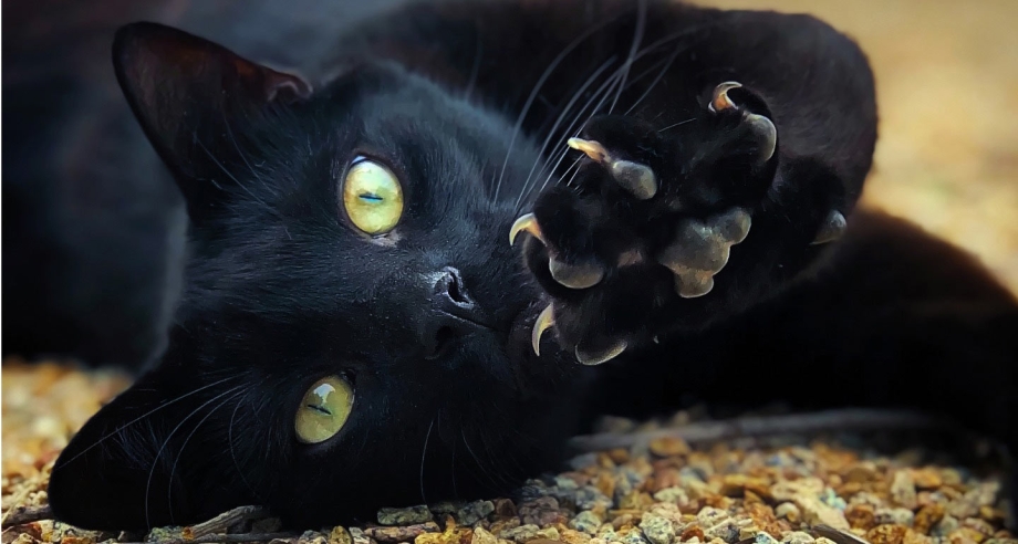 К чему снится чёрная кошка
