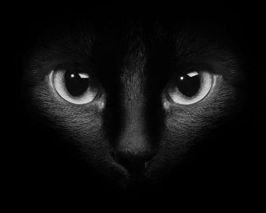Черная кошка