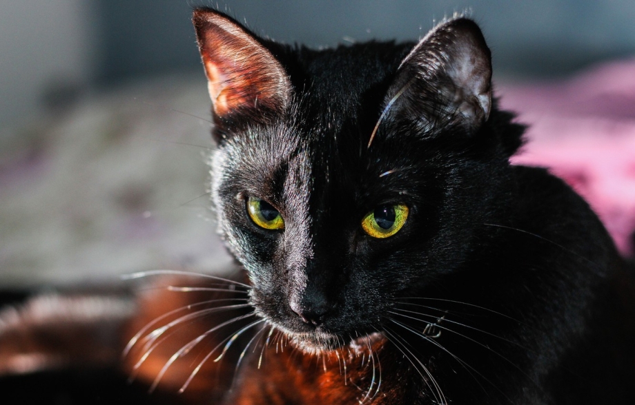 Черная кошка