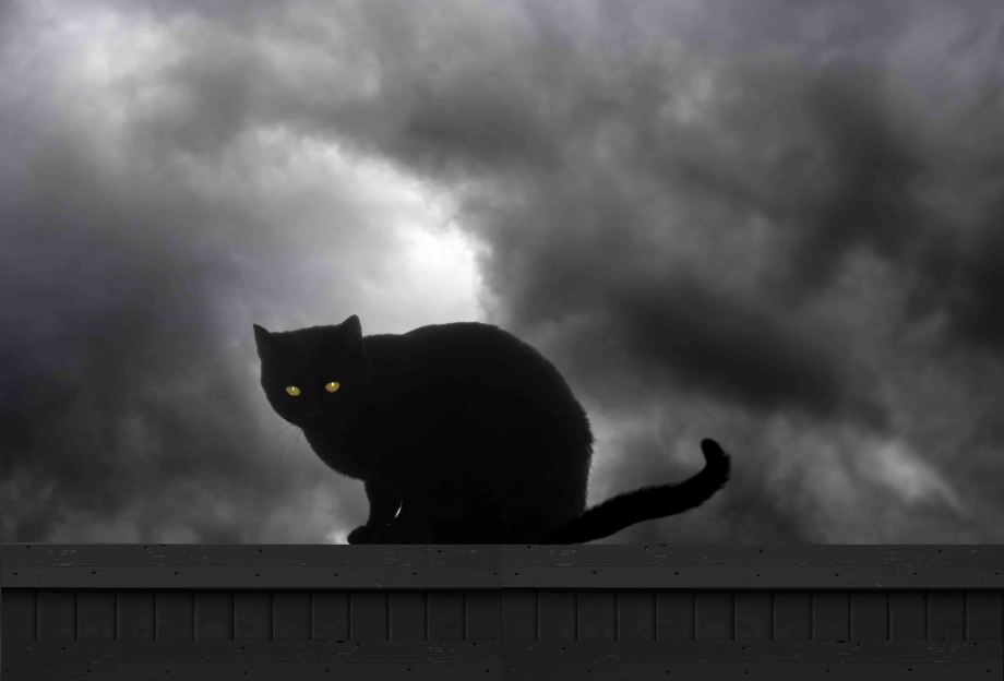 Чёрный кот
