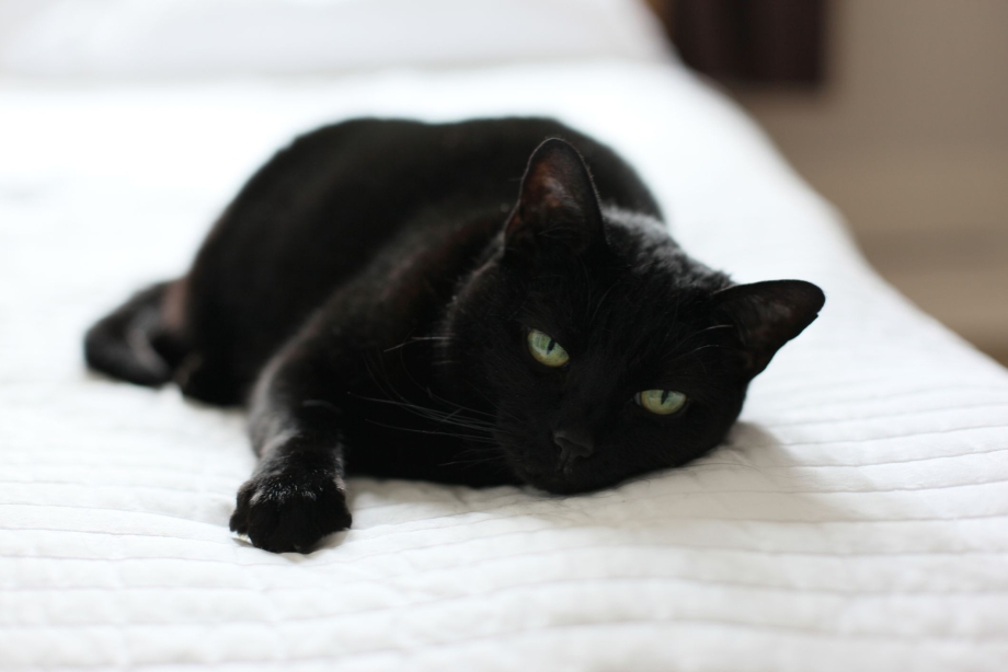 Черная кошка