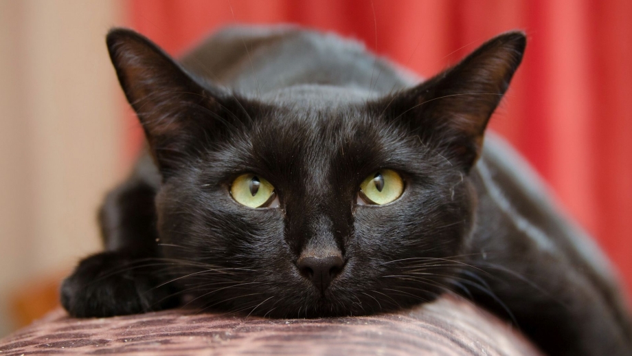 Черная кошка с котятами