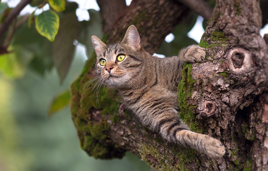Кот на дереве