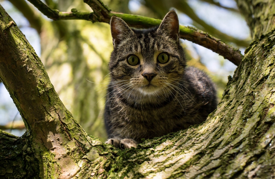Котенок на дереве