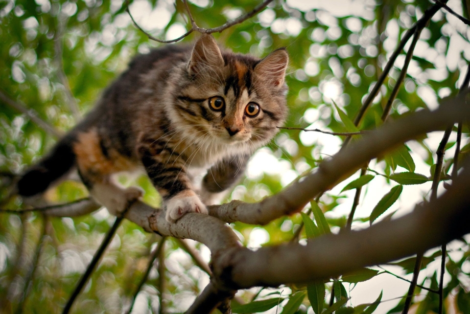 Кот на дереве