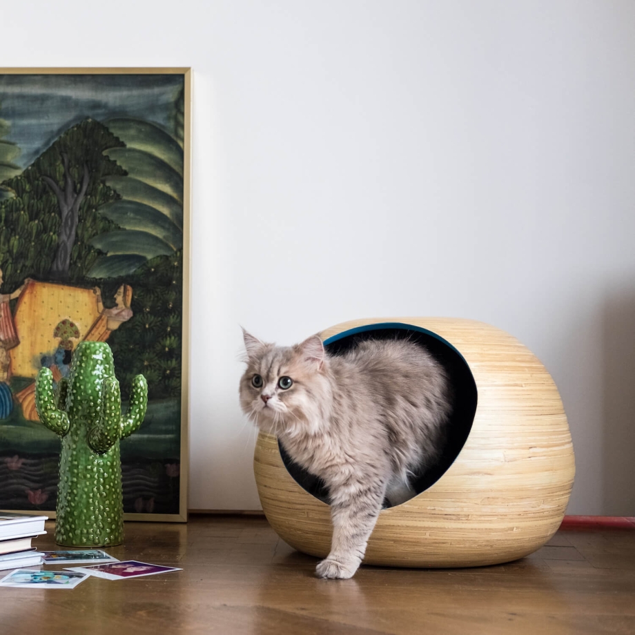 Кошка и бамбук