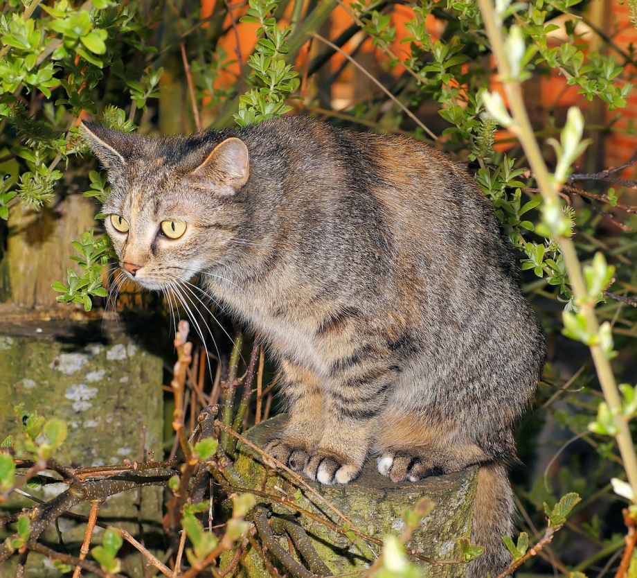 Кошачий сад