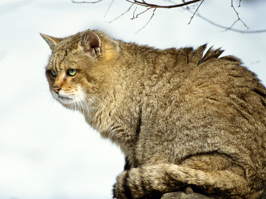 Сибирский дикий Лесной кот