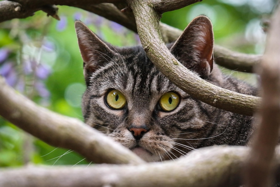 Кошка наблюдает
