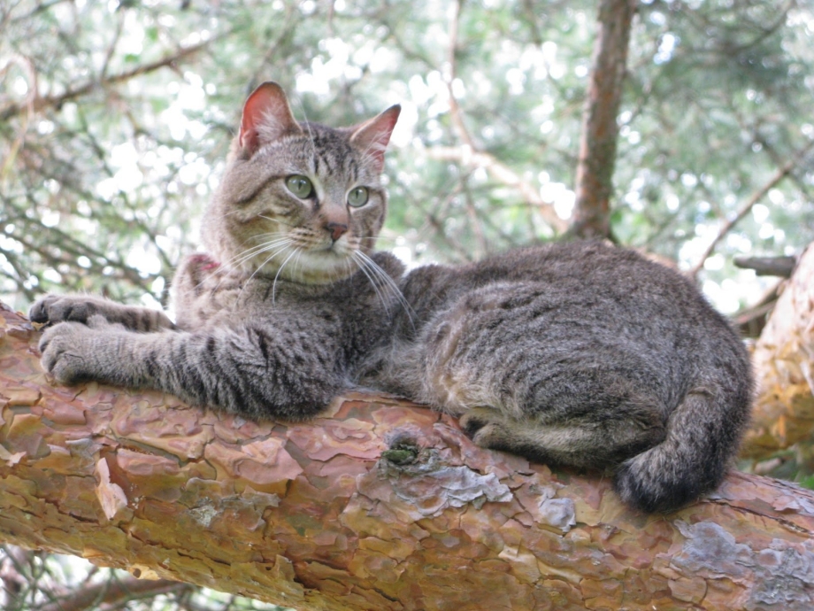Кот пиксибоб