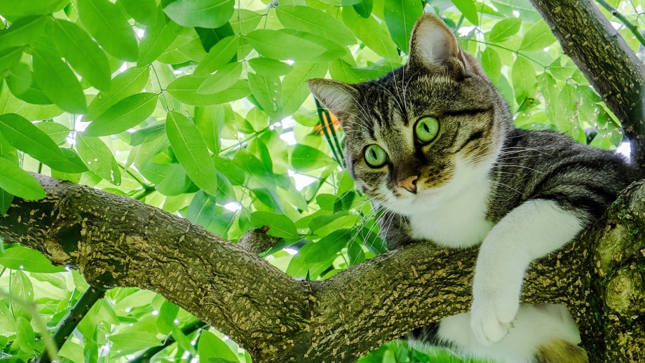 Коты на дереве