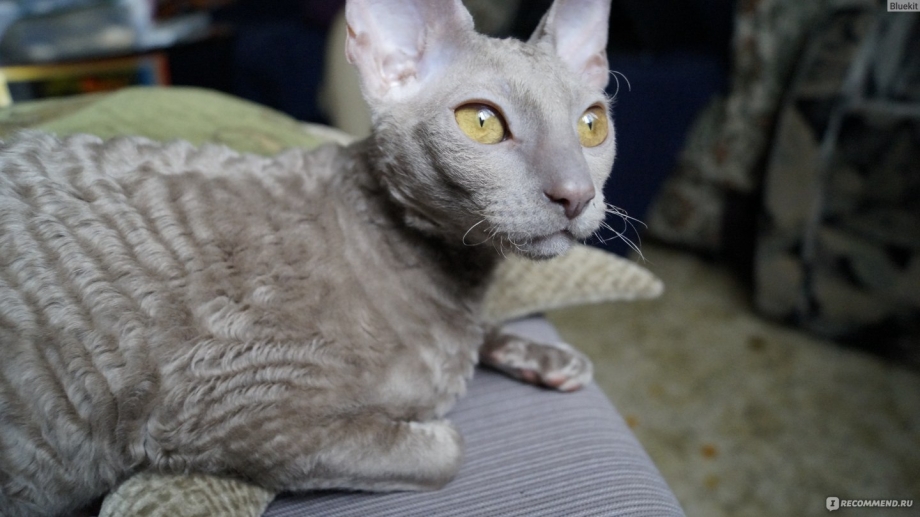 Корниш рекс серый
