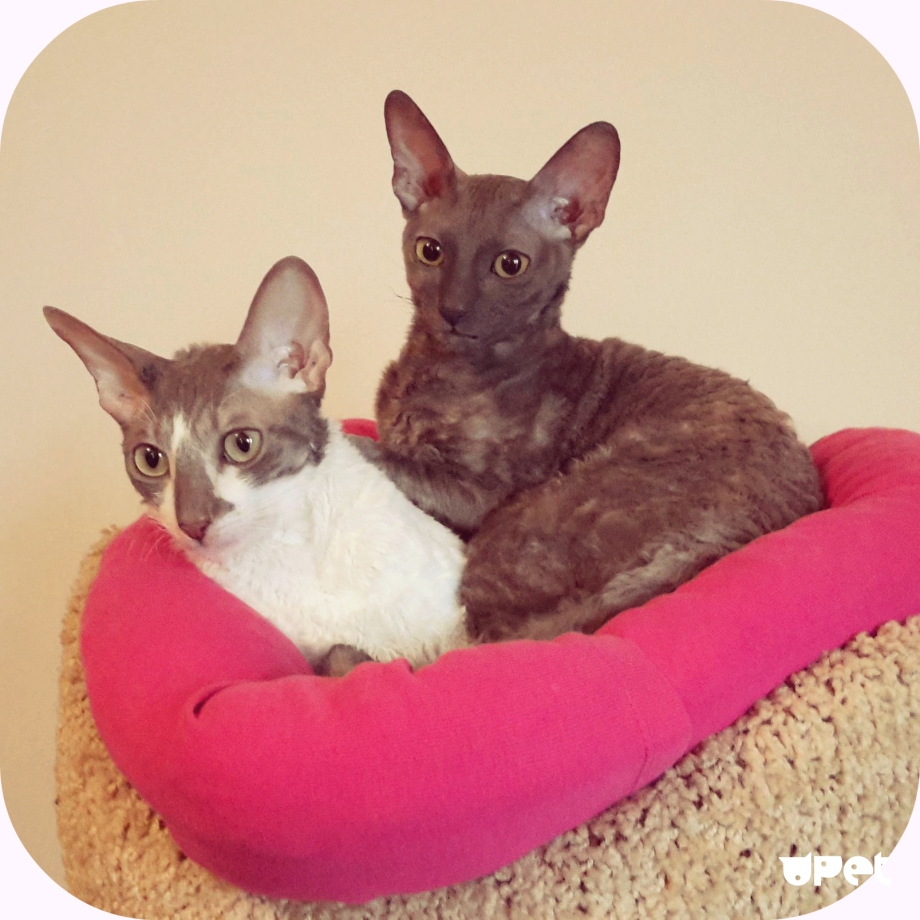 Корниш рекс кошка