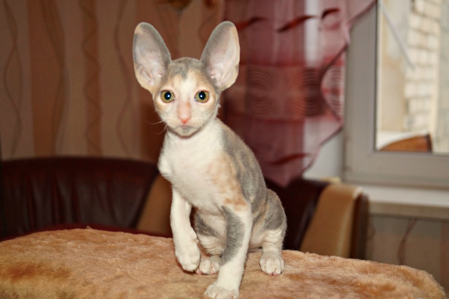 Корниш рекс