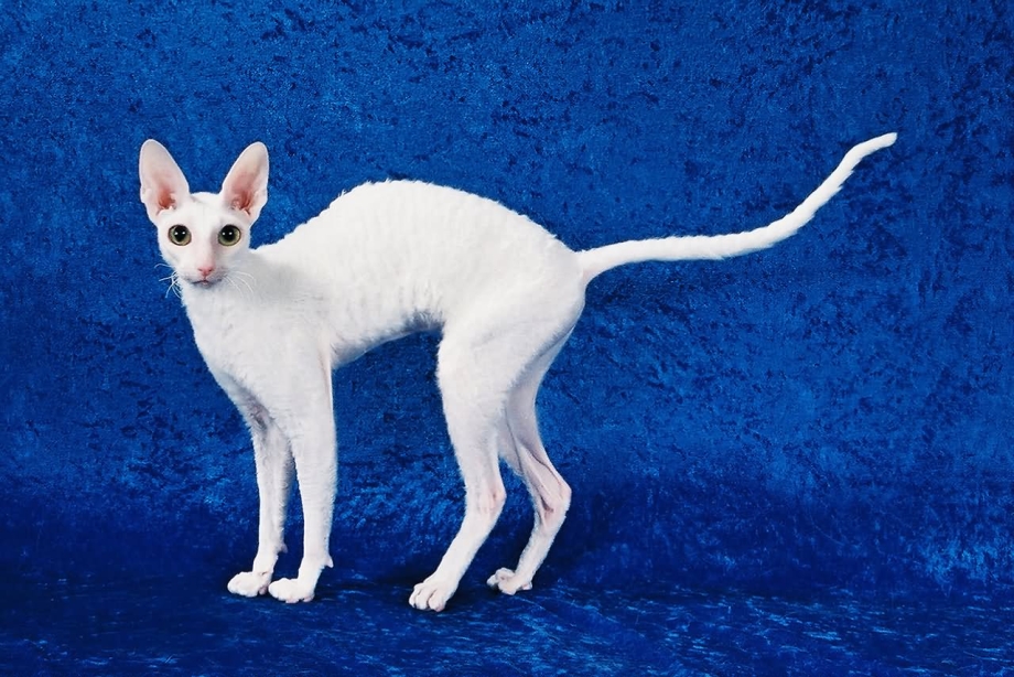 Корниш рекс белый