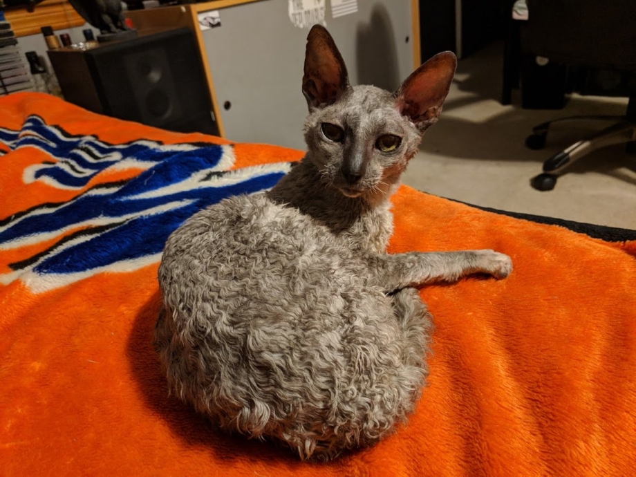 Котята Корниш рекс голубой