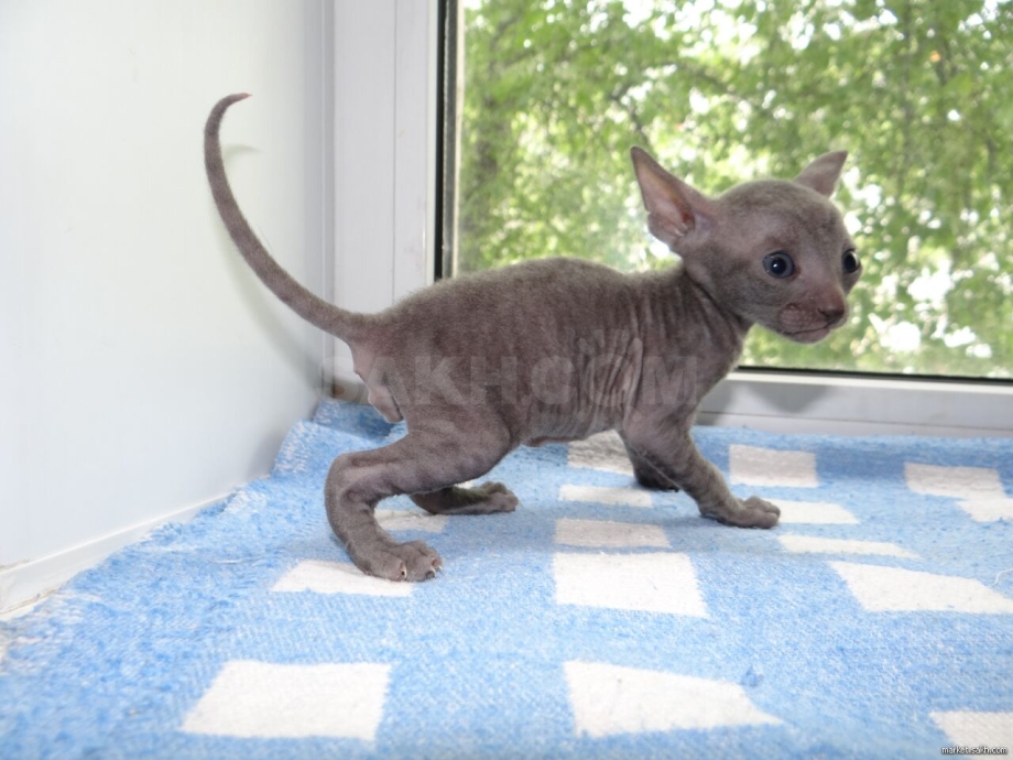 Корниш-рекс (Cornish Rex)