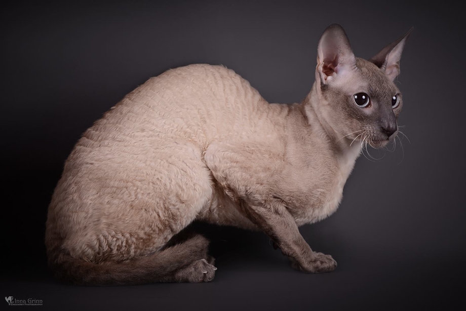 Корниш рекс