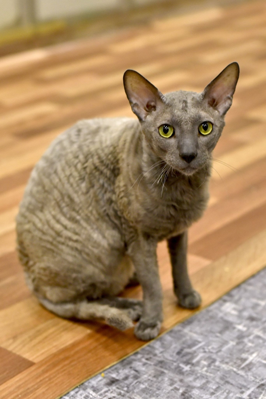 Корниш рекс лиловая котенок