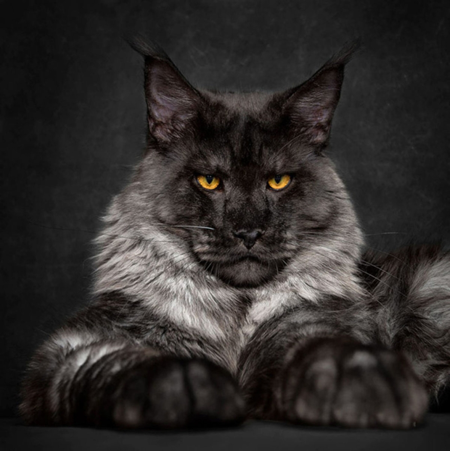 Кот Мейн кун