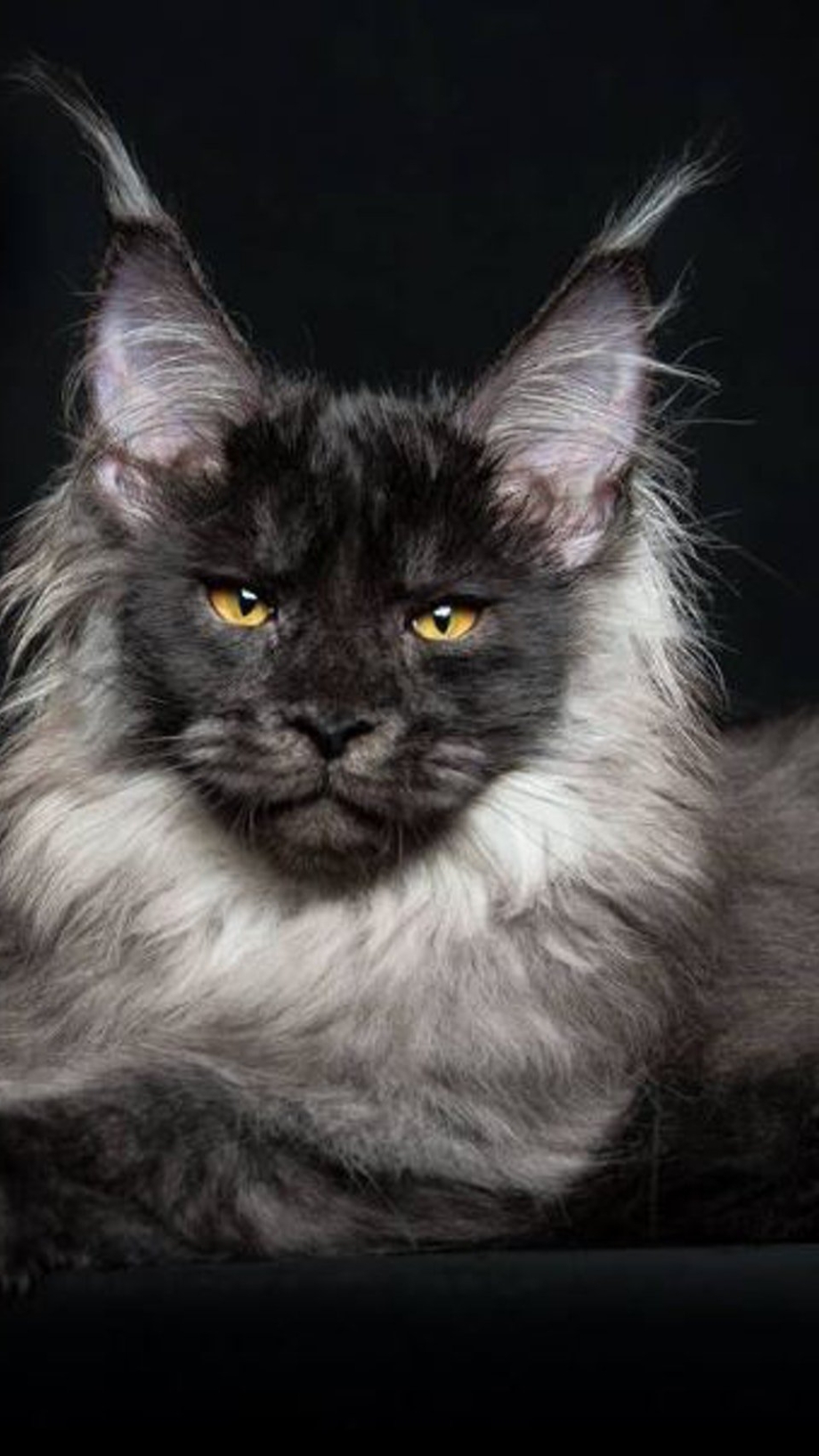 Кот Мейн кун серый