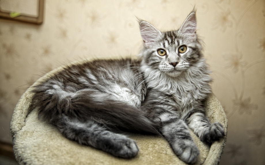 Сибирский кот и Мейн кун