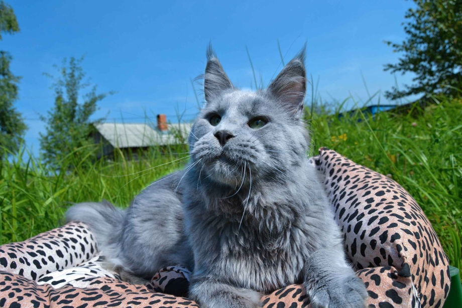Кот Мейн кун серый