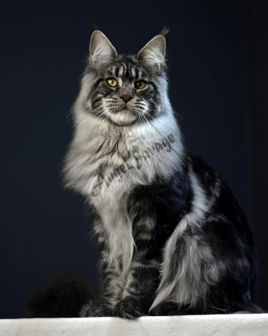 Кот Мейн кун серый