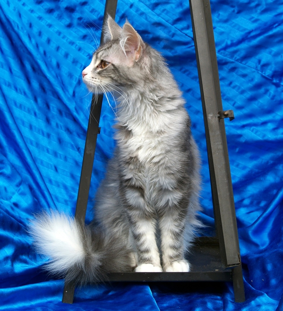 Кот Мейн кун черный